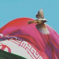 Ghadeer HM