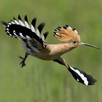 سامي عبدالرحيم