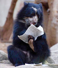 Five-Toed Sloth Bear