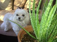 Maximillian Tinypants