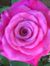 Lynne S...