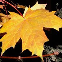 Владислав Князев