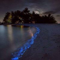 فايز الرويتع