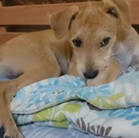 อโณทัย สุวรรณิโรจน์