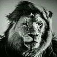 Mohamed Tarek