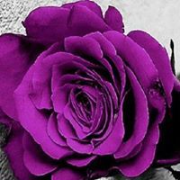 زهرة البنفسج