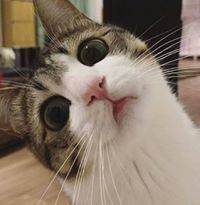 Somruethai Kaeoboran