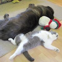 Deborah Hake Steenwyk