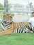 Paresh