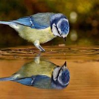 حليمة الجبوري