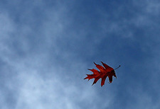 Windblown