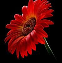 مناور الخلف