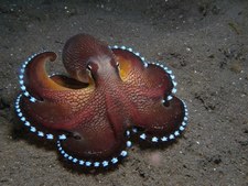 Cephalopod