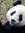 Panda Chan