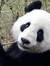 Panda Chan