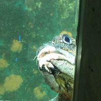 Jules Tschopp Fallon