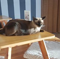 อุดมพร พิชัยบัณฑิตกุล