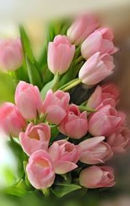 نور الدارين