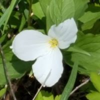 Jennifer E. Jackowski