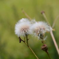 Astrella Astrella