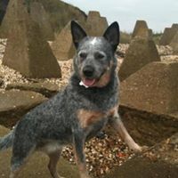 Dawn Mannion Collier