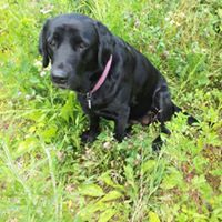 Fran Brannock Diseroad