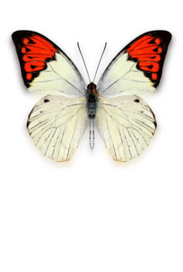 M.A. Fuentes