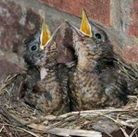 ሰለሞን ደገፋ