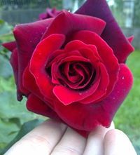 Manuel Núñez Cabaleiro