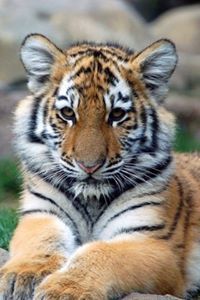 Jacque Webster Acosta