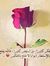 Hanan M...