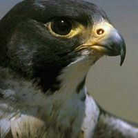 حمادي المطرفي