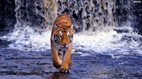 Ajay Kumar