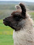 Alpacapanache