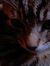 Bob Cat