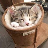 Tom Tom