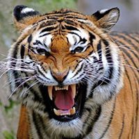 ابو البركات