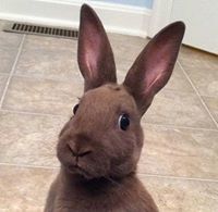 ქეთი ხუსკივაძე