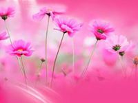 شروات بلدنا