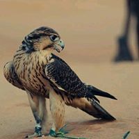 عبدالرحمن ألعتيبي