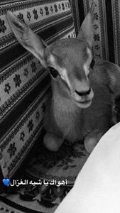 أمون اليعقوبي