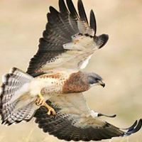 الصقر الدمشقي