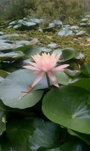 M Megha