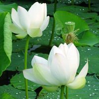 Đức Lượng
