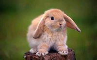 Dawn Bunnies
