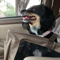 Forest Oaks Elementary School - Library