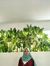 Aishah ...