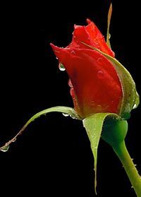Saib Hussain