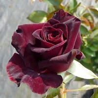 راجيةحب الرحمن