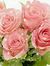 Md Ashraf